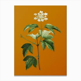 Vintage Guelder Rose Botanical on Sunset Orange n.0003 Canvas Print