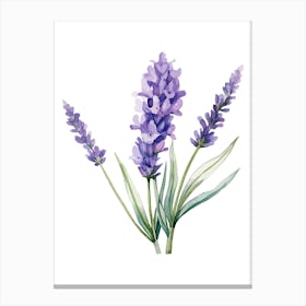 Watercolor Lavender Flowers Isolated On White Canvas Print