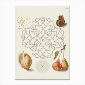 Butterfly, Marine Mollusk, And Pear From Mira Calligraphiae Monumenta, Joris Hoefnagel Canvas Print
