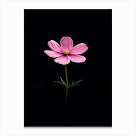 Single Pink Cosmos Flower Canvas Print