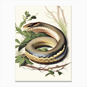 Eastern Rat Snake 1 Vintage Canvas Print