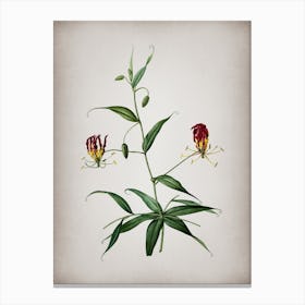 Vintage Flame Lily Botanical on Parchment n.0494 Canvas Print