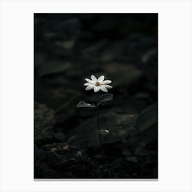 Single White Flower In The Dark Canvas Print