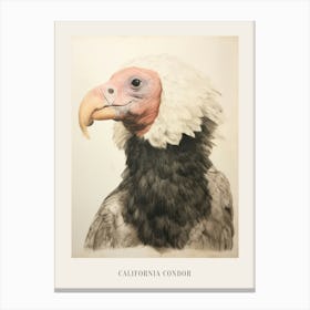 Vintage Bird Drawing California Condor 1 Poster Canvas Print