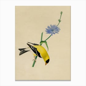 Goldfinch Canvas Print