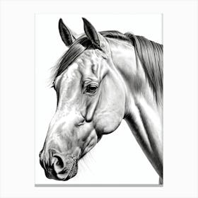 Highly Detailed Pencil Sketch Portrait of Horse with Soulful Eyes 11 Canvas Print