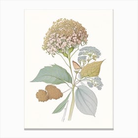 Hydrangea Root Spices And Herbs Pencil Illustration 3 Canvas Print