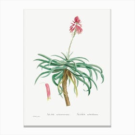 Aloe Arborescens, Pierre Joseph Redoute Canvas Print