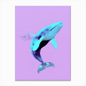 Humpback Whale 1 Canvas Print