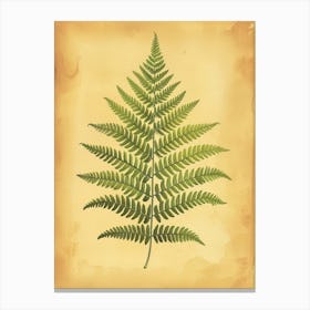 Vintage Illustration Boston Fern 4 Canvas Print