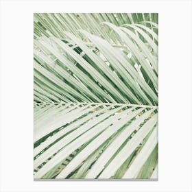 Palm Leaves Background Canvas Print