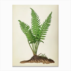 Vintage Illustration Asparagus Fern 3 Canvas Print