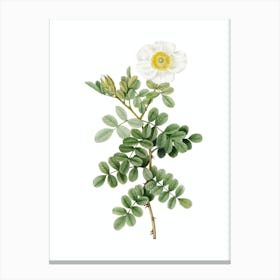 Vintage Macartney Rose Botanical Illustration on Pure White Canvas Print