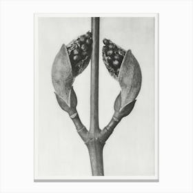 Maple Tree (1928), Karl Blossfeldt Canvas Print