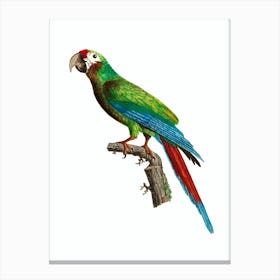 Vintage Great Military Macaw Bird Illustration on Pure White Canvas Print