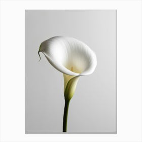 Calla Lily 4 Canvas Print