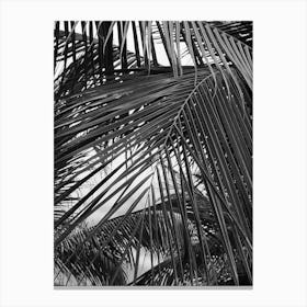 Black And White Palm Leaves 3 Canvas Print