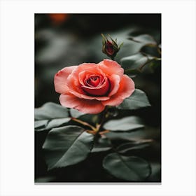 Rose Wallpaper 10 Canvas Print