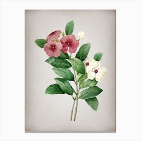 Vintage Periwinkle Botanical on Parchment n.0470 Canvas Print
