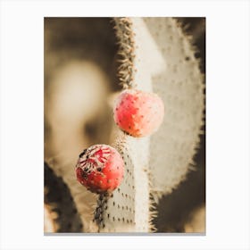 Red Cactus Fruit Canvas Print