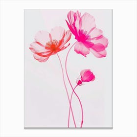 Hot Pink Cosmos 1 Canvas Print