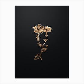 Gold Botanical Bunge's Lychnis Flower on Wrought Iron Black Canvas Print