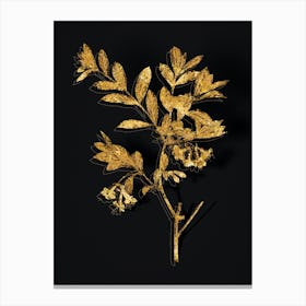 Vintage White Honeysuckle Plant Botanical in Gold on Black n.0513 Canvas Print