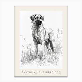Anatolian Shepherd Dog Line Sketch 3 Poster Canvas Print