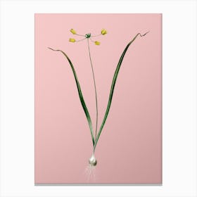 Vintage Allium Scorzonera Folium Botanical on Soft Pink n.0140 Canvas Print