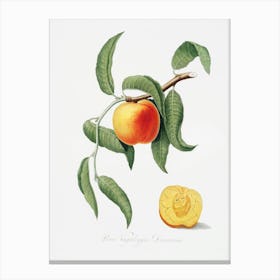 Peach (Prunus Persica) From Pomona Italiana (1817 1839), Giorgio Gallesio 5 Canvas Print
