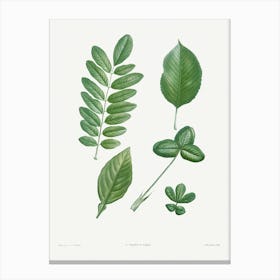 Tree Leaf Set, Pierre Joseph Redoute Canvas Print
