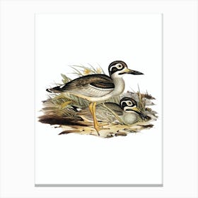 Vintage Long Billed Plover Bird Illustration on Pure White Canvas Print