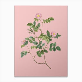 Vintage Sweetbriar Rose Botanical on Soft Pink n.0417 Canvas Print