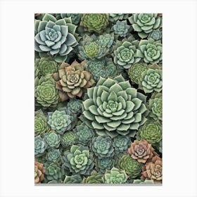 Succulents 3 Canvas Print