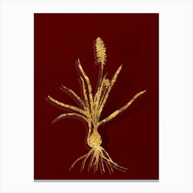 Vintage Muscari Ambrosiacum Botanical in Gold on Red Canvas Print