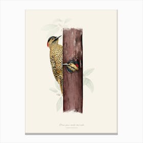 Green-barred woodpecker Canvas Print