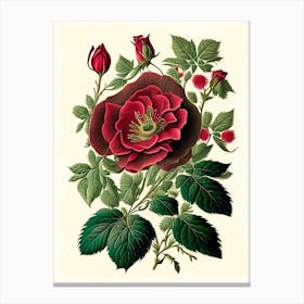 Wild Rose Wildflower Vintage Botanical 1 Canvas Print