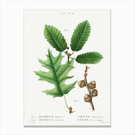 Eastern Black Oak And Chestnut Oak, Pierre Joseph Redoute Canvas Print