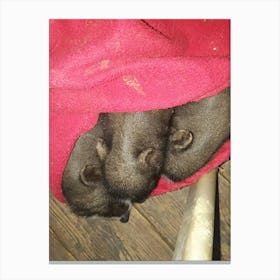 Pigs Sleeping Canvas Print