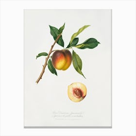 Peach (Prunus Persica) From Pomona Italiana (1817 1839), Giorgio Gallesio 1 Canvas Print