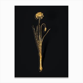 Vintage Autumn Onion Botanical in Gold on Black n.0422 Canvas Print