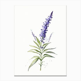 Hyssop Herb Minimalist Watercolour Canvas Print