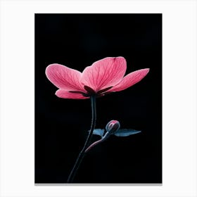 Pink Flower On Black Background 8 Canvas Print