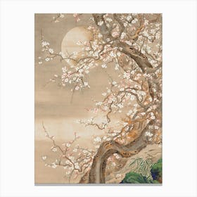 Asian Cherry Blossom Tree Canvas Print