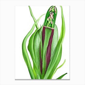 Adder's Tongue Fern Wildflower Watercolour 2 Canvas Print