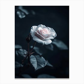 Dark Rose 109 Canvas Print