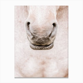 Horse's Nose Canvas Print