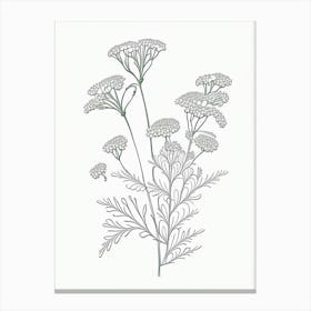 Feverfew Herb William Morris Inspired Line Drawing 2 Canvas Print