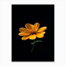 Single Yellow Flower On Black Background 9 Canvas Print