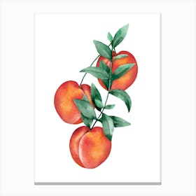 Peach Watercolor Canvas Print